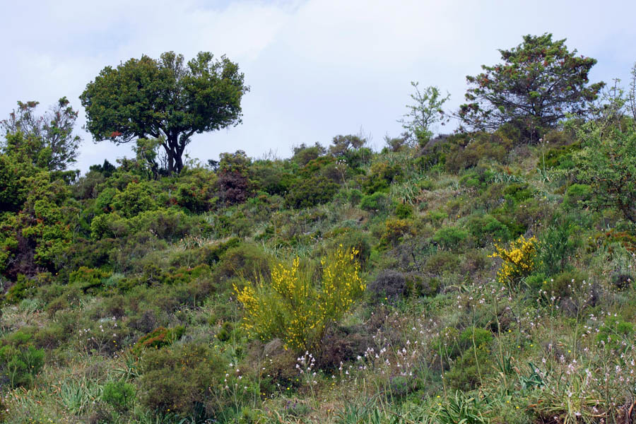 Cytisus scoparius